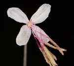 Southern meadow-rue